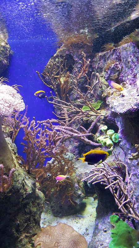 Noumea Aquarium