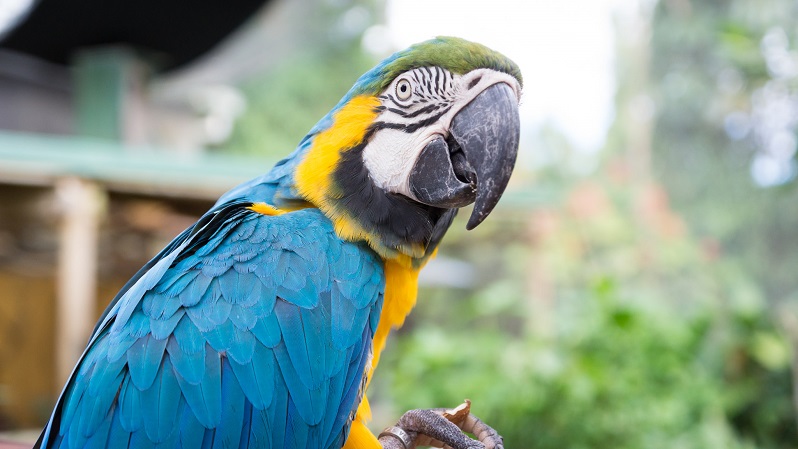 Birdworld Kuranda - Macaw