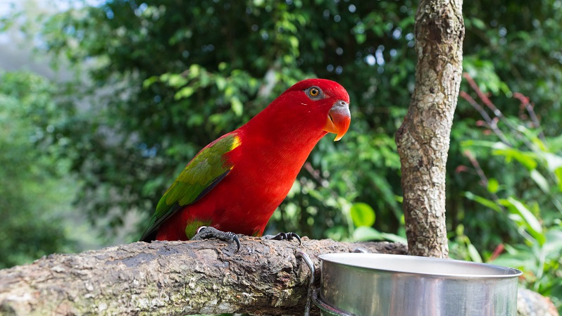 Birdworld Kuranda - Red parrot