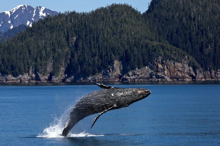 Humpback Whale image by skeeze @ pixabay.com