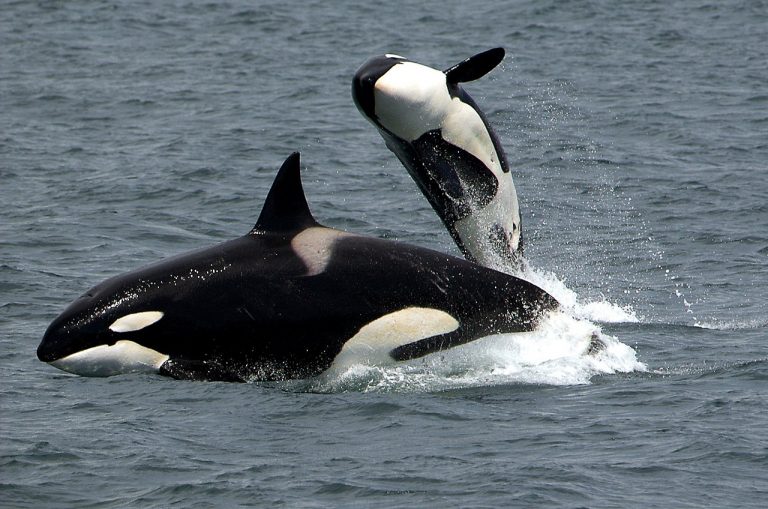 Orca Killer Whales image by skeeze @ pixabay.com