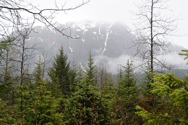 Mendenhall Rainforest Juneau © Holidays Beckon Pty Ltd