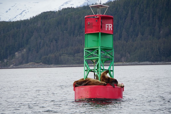 Sea Lions near Juneau © Holidays Beckon Pty Ltd