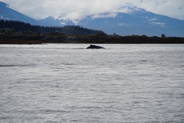 Whale Auke Bay Juneau © Holidays Beckon Pty Ltd